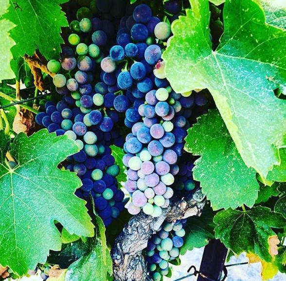 The Eden House Vineyard 호텔 템플턴 외부 사진